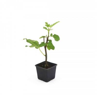 Figuier Carica 'Goutte d'Or' (Ficus Carica) - Godet - Taille 13/25cm - 788_824 - 3546860000721