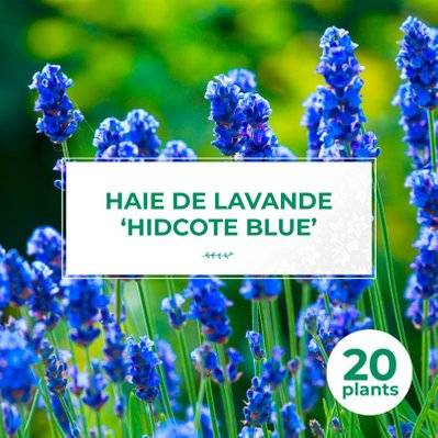 20 Lavande 'Hidcote Blue' (Lanvandula 'Hidcote Blue') - Haie de Lavande - 20 jeunes plants : taille 10/15cm - 991_1333 - 3546860007799