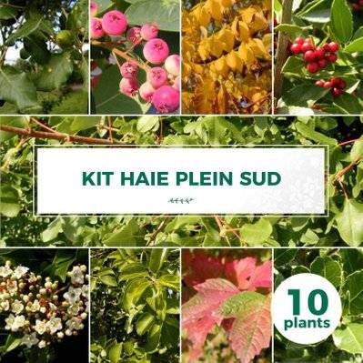 Kit Haie Plein Sud - 10 Jeunes Plants - 10 jeunes plants : taille 20/40cm - 646_1433 - 3546860009304