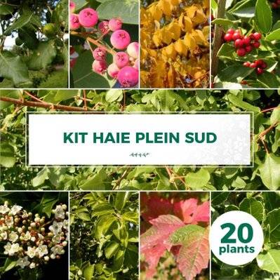 Kit Haie Plein Sud - 20 Jeunes Plants - 20 jeunes plants : taille 20/40cm - 556_1401 - 3546860008987