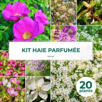 Kit Haie Parfumée - 20 Jeunes Plants - 20 jeunes plants : taille 20/40cm - 559_1404 - 3546860009014