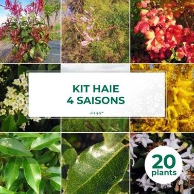 Kit Haie 4 Saisons - 20 Jeunes Plants - 20 jeunes plants : taille 20/40cm - 562_1407 - 3546860009045