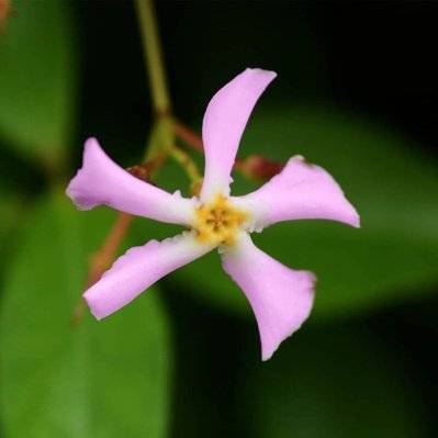 Jasmin Étoilé 'Rose d'Inde' (Trachelospermum Jasminoides) - Godet - Taille 13/25cm - 1249_1869 - 3546860014728