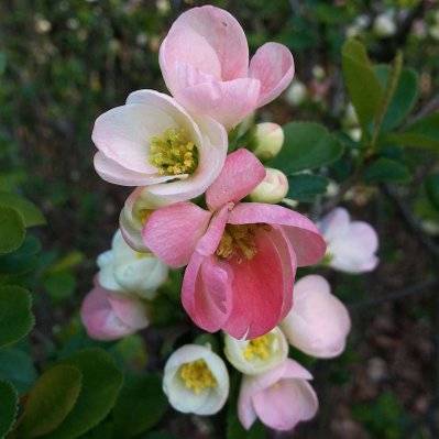 Cognassier du Japon 'Flocon Rose' (Chaenomeles Superba 'Flocon Rose') - Godet - Taille 20/40cm - 917_1206 - 3546860005825