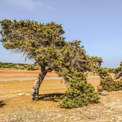 Genévrier de Phénicie (Juniperus 'Phoenica') - Godet - Taille 13/25cm - 937_1226 - 3546860006242