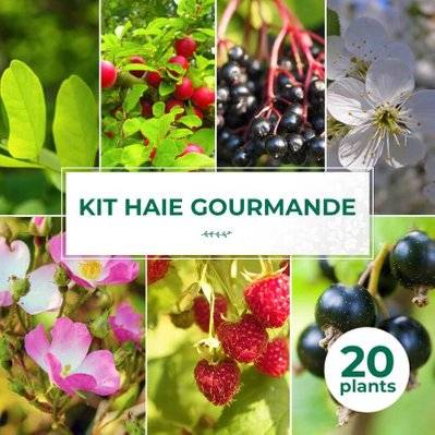 Kit Haie Gourmande - 20 Jeunes Plants - 20 jeunes plants : taille 20/40cm - 561_1393 - 3546860006884