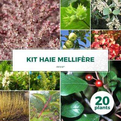 Kit Haie Mellifère - 20 Jeunes Plants - 20 jeunes plants : taille 20/40cm - 560_1406 - 3546860009038