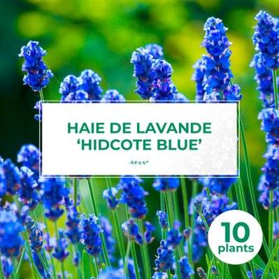 10 Lavande 'Hidcote Blue' (Lanvandula 'Hidcote Blue') - Haie de Lavande - 10 jeunes plants : taille 10/15cm - 992_1432 - 3546860009298