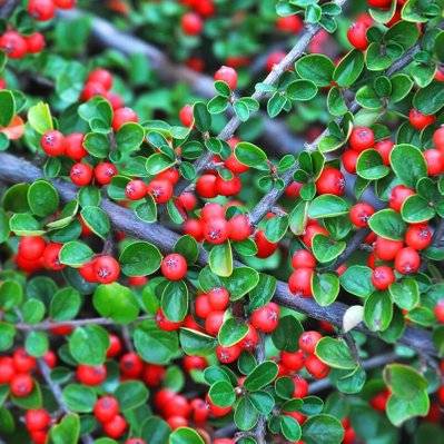Cotoneaster Rampant (Cotoneaster Horizontalis) - Godet - Taille 13/25cm - 273_388 - 3546868962304