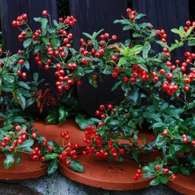 Cotoneaster Rampant (Cotoneaster Horizontalis) - Godet - Taille 13/25cm - 273_388 - 3546868962304