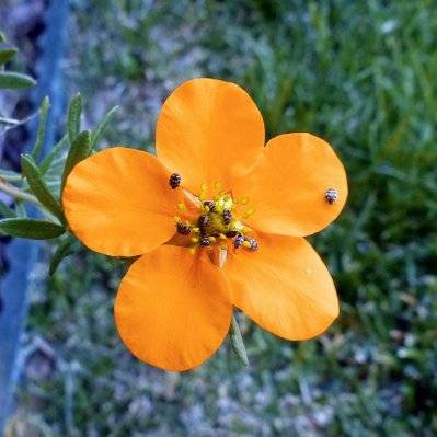 Potentille Arbustive 'Hopley's Orange' (Potentilla Fruticosa 'Hopley's Orange') - Godet - Taille 13/25cm - 932_1221 - 3546860006150