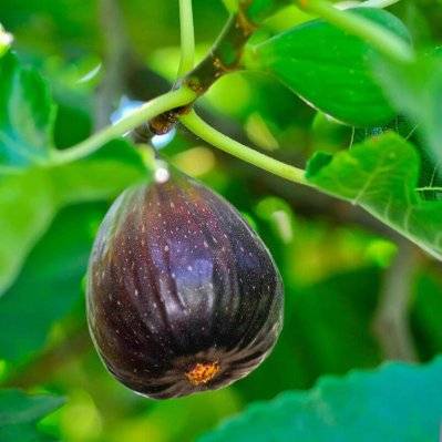 Figuier Violette De Sollies (Ficus Carica) - Godet - Taille 13/25cm - 1272_1897 - 3546860015220