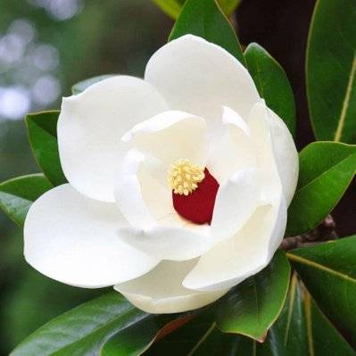 Magnolia de Siebod - Godet 9cm - 1284_1909 - 3546860015503