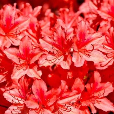 Rhododendron 'Apple Blossom' (Azalée Mollis) - Godet 9cm - 1398_2133 - 3546860018993